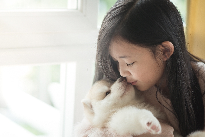 무료입양 고양이